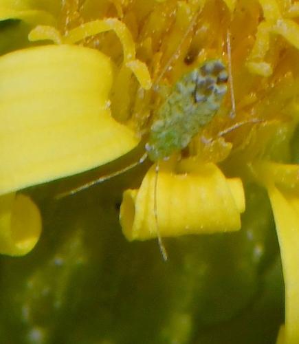 Macrotylus atricapillus